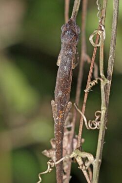 Short-nosed deceptive chameleon (Calumma fallax) Ranomafana 2.jpg