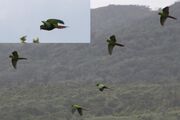 A green parrot with sea-green wings and a red tail