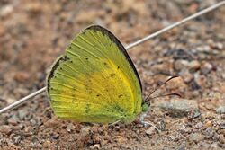 Small grass yellow (Eurema brigitta pulchella).jpg