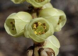 Stachyurus praecox flower detail.jpg