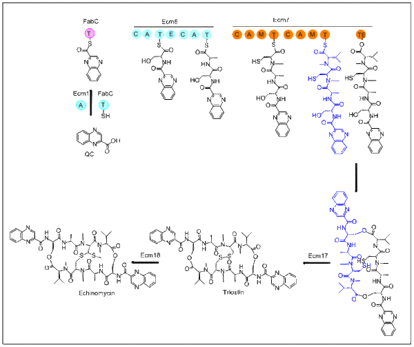 Structure of Echinomycin biosynthesis