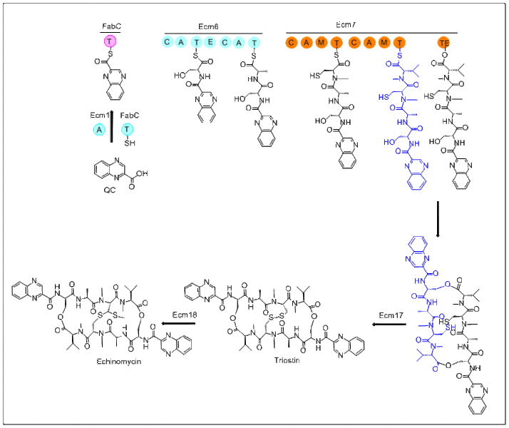 File:Structure of Echinomycin Biosynthesis.gif