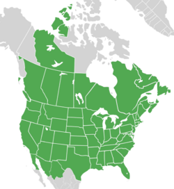 Symphyotrichum lanceolatum distribution map.png