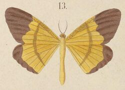 T7-13-Eumelea genuina Kirsch, 1877.JPG