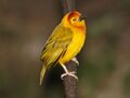 Taveta Golden Weaver RWD.jpg