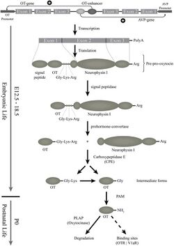 The biosynthesis of the different forms of OT