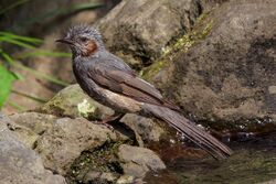 The brown-eared bulbul after playing with water.jpg