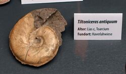 Tiltoniceras antiquum - Naturhistorisches Museum, Braunschweig, Germany - DSC05134.JPG