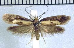 Tingena vestita holotype.jpg