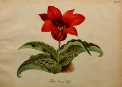 Tulipa greigii Gartenflora 22 t 773 (1873).jpg