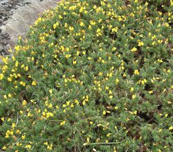 Ulex gallii bush.jpg