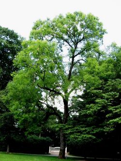 Ulmus pumila 'Poort Builten'.jpg