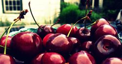 Ulster Cherries (2626636868).jpg