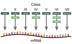 VirusBaltimoreClassification.svg