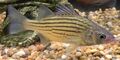 Yellow bass - Morone mississippiensis from Rend Lake, IL.jpg