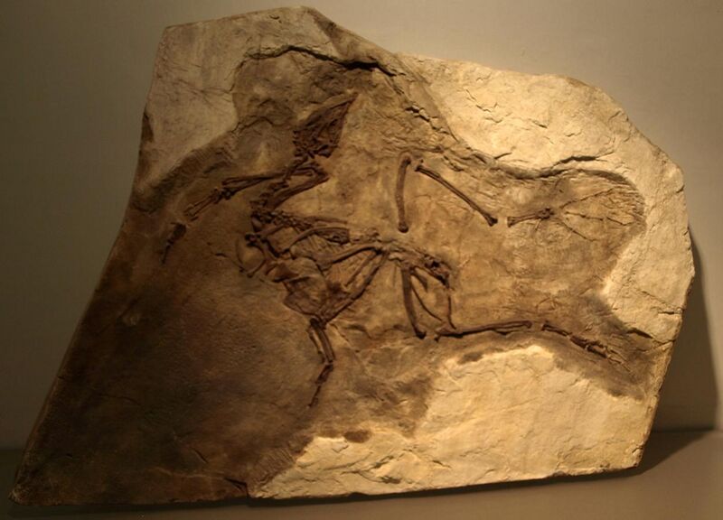 File:YixianornisGrabaui-PaleozoologicalMuseumOfChina-May23-08.jpg