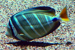 Zebrasoma veliferum - Zoo Frankfurt.jpg