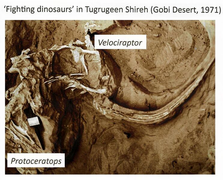 File:'Fighting dinosaurs'Tugrugeen Shireh, Gobi Desert, 1971.jpg