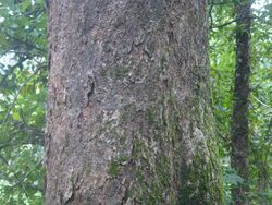 Artocarpus Hirsuta Bark.JPG