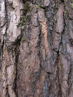 Bark of Benguet Pine.JPG