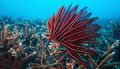 Barren Island feather star and branching coral.jpg