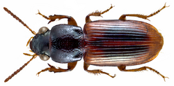 Batoscelis discipennis (Dejean, 1831) (13515199684).png