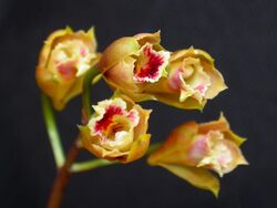 Bifrenaria stefanae 1.jpg