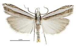 Bleszynskia malacelloides male.jpg