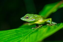 Bronchocela rayaensis, Gunung Raya green-crested lizard - Khao Sok National Park (29671946595).jpg