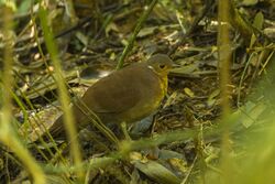 Brown Mesite - Ranomafana - Madagascar MG 1281.jpg