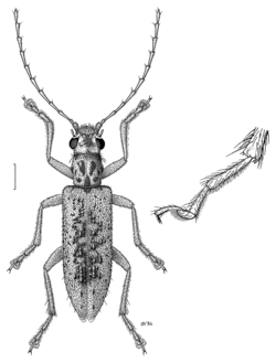 COLE Megalopodidae Palophagus bunyae m.png