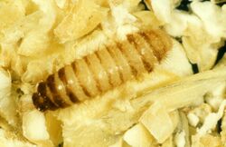 CSIRO ScienceImage 2598 Warehouse beetle larvae Trogoderma variabile.jpg
