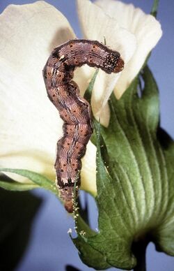 CSIRO ScienceImage 83 Helicoverpa punctigera Moth Larvae.jpg