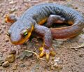 California Newt (Taricha torosa) (4415749606).jpg