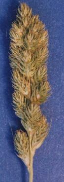 Carexfracta.jpg