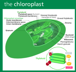 Chloroplast II.svg
