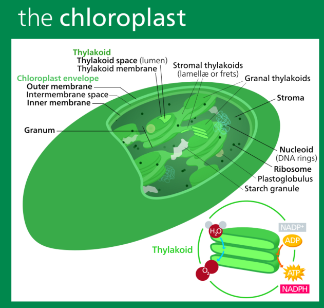 File:Chloroplast II.svg
