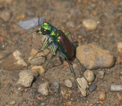 Cicindela splendida P1380072a.jpg