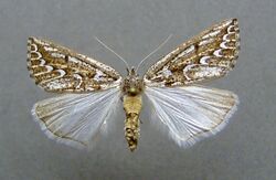 Compsoptera jourdanaria female.jpg