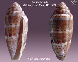 Conus austroviola 1.jpg