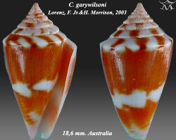 Conus garywilsoni 1.jpg