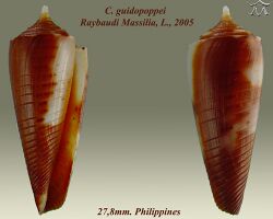 Conus guidopoppei 2.jpg