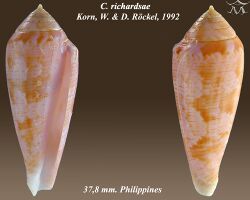 Conus richardsae 1.jpg