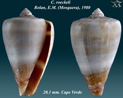 Conus roeckeli 1.jpg