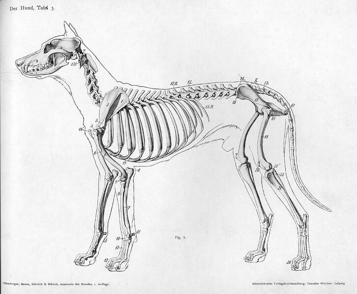 File:Dog anatomy lateral skeleton view.jpg