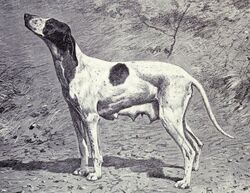 Dupuy Pointer from 1915.JPG