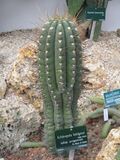 Echinopsis bridgesii (Jardin des Plantes de Paris).jpg