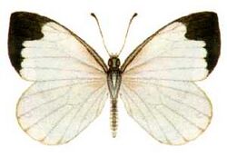 Elodina angulipennis (ento-csiro-au).jpg