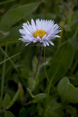 Erigeron grandiflorus (7833477492).jpg