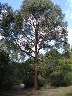 Eucalyptus radiata.jpg